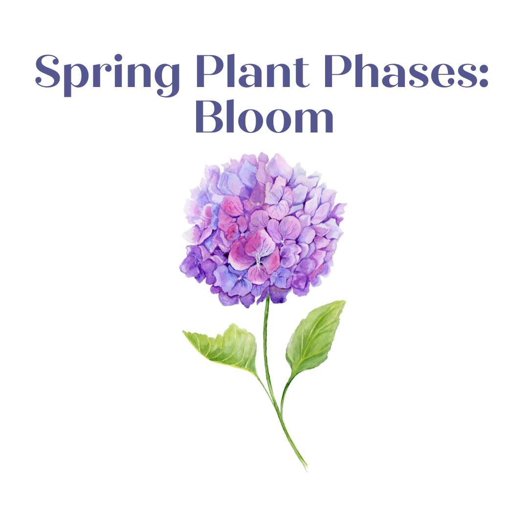 Plant Phases - Spring: Flowers