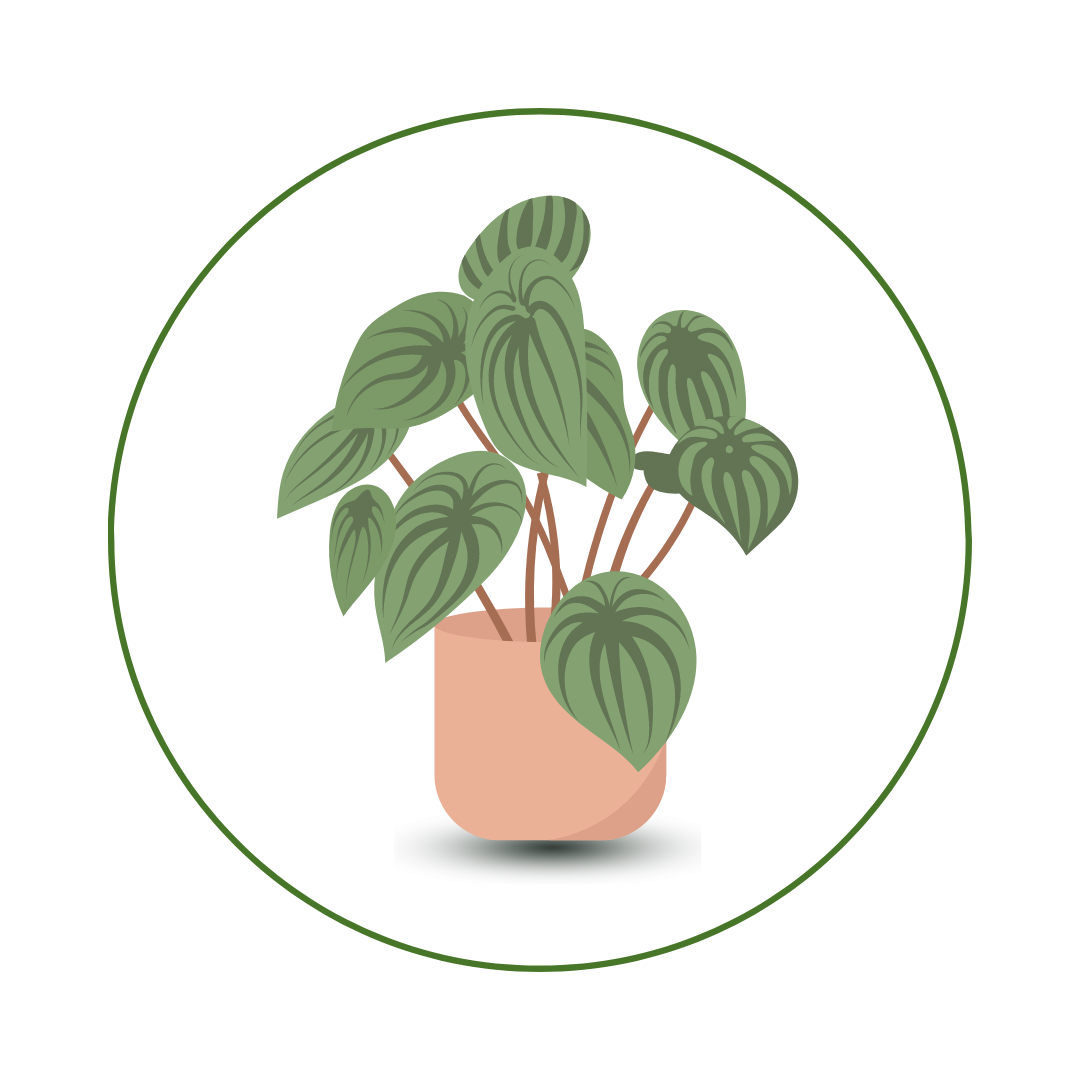 Propagating House Plants