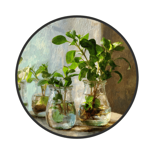Propagating House Plants