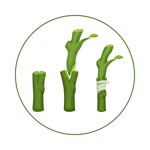 fruit grafting