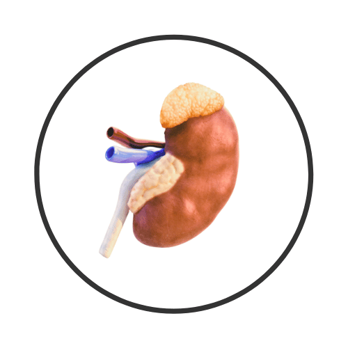 The Adrenal Glands