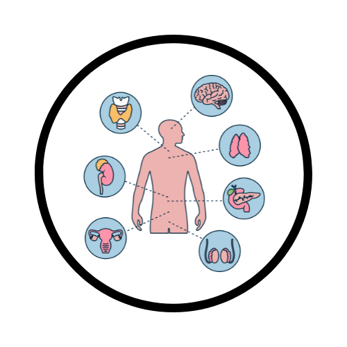 A Comprehensive Guide to Your Endocrine System