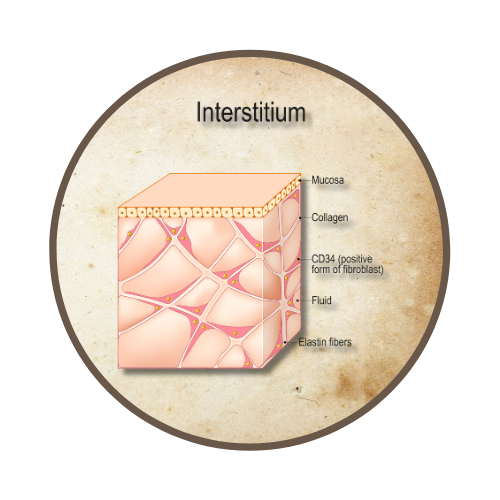 Phsyiology: Interstitium