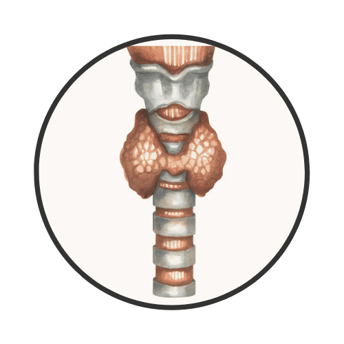 The Thyroid Gland
