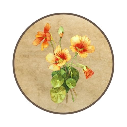 Natural Pest Control