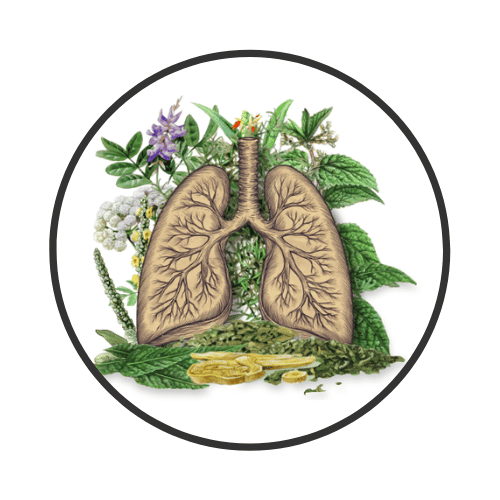 Favorite Herbs for Lung and Sinus Health