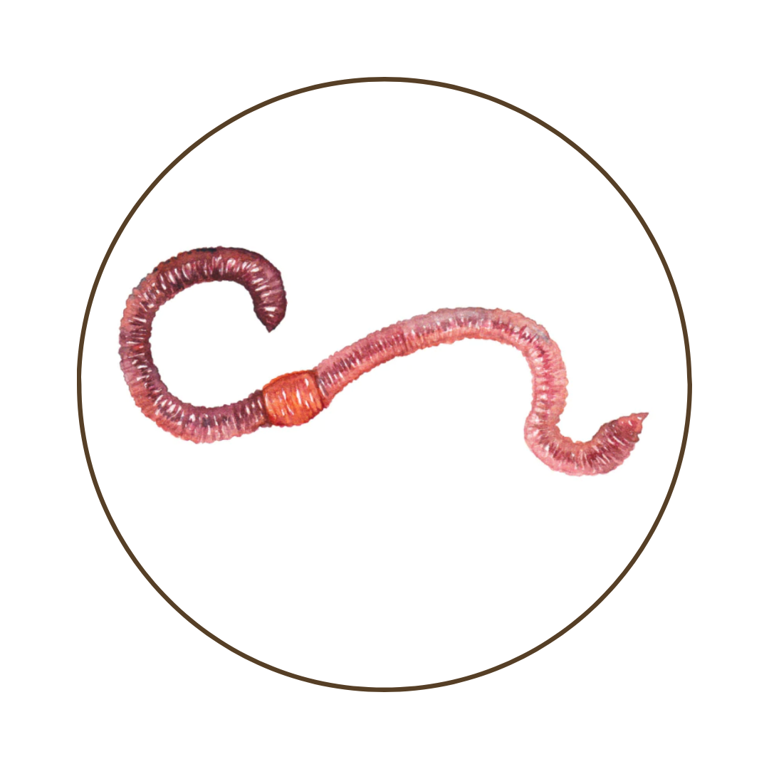 The Benefits of Vermicomposting