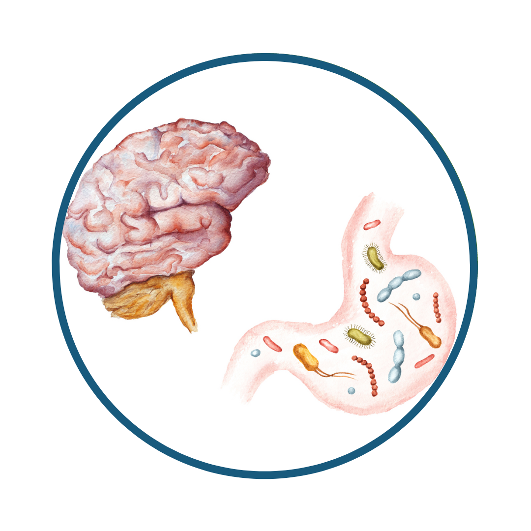 The Gut-Brain Connection