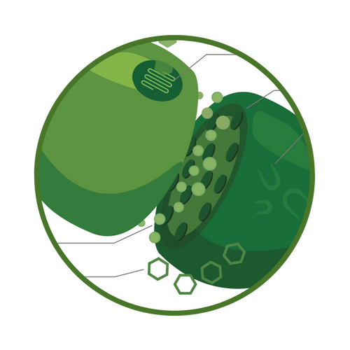 Get to know your Endocannabinoid System