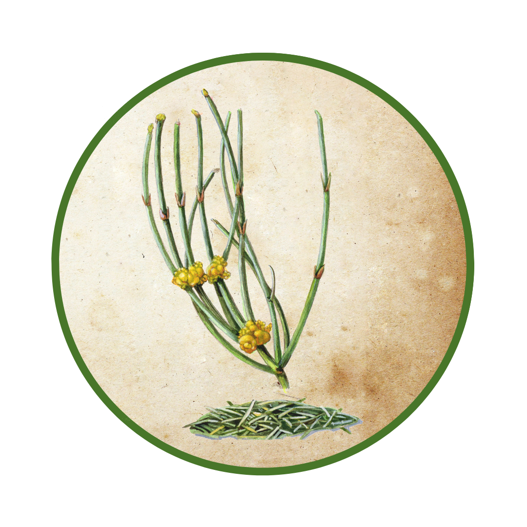 Mormon Tea (Ephedra nevadensis) - Herb Nerd Field Guide