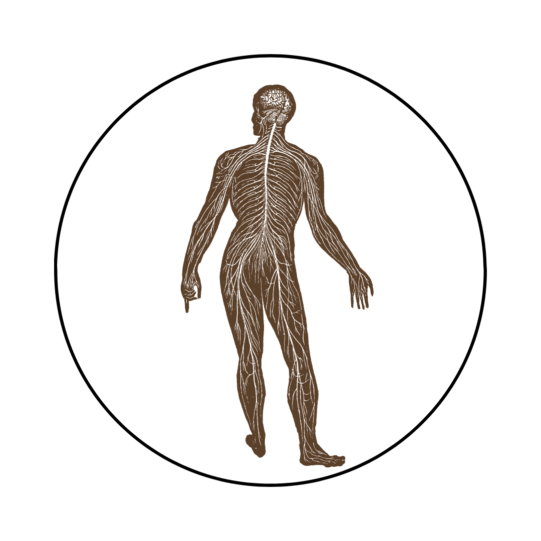 The Neuromuscular System