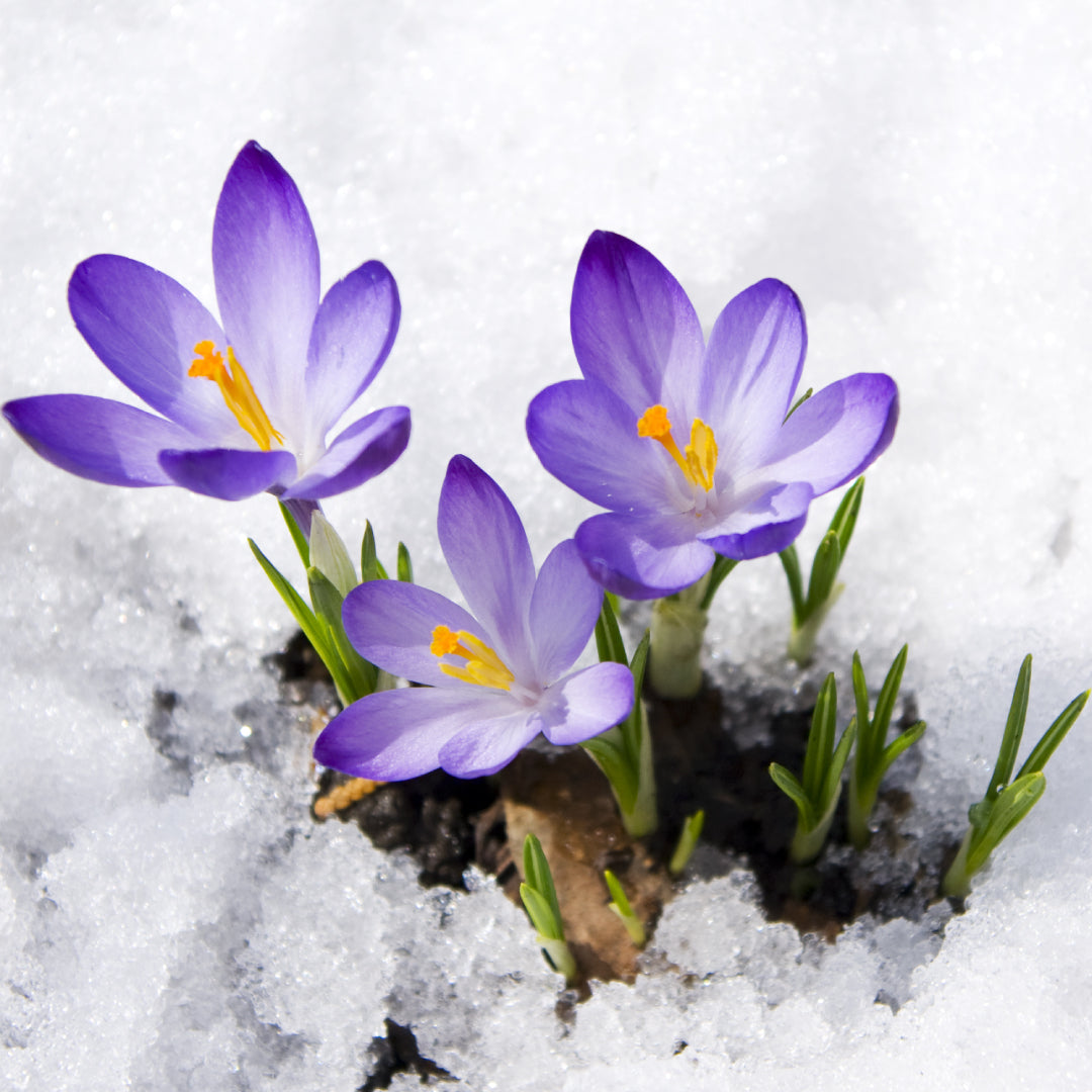 Plant Phases: Flowers
