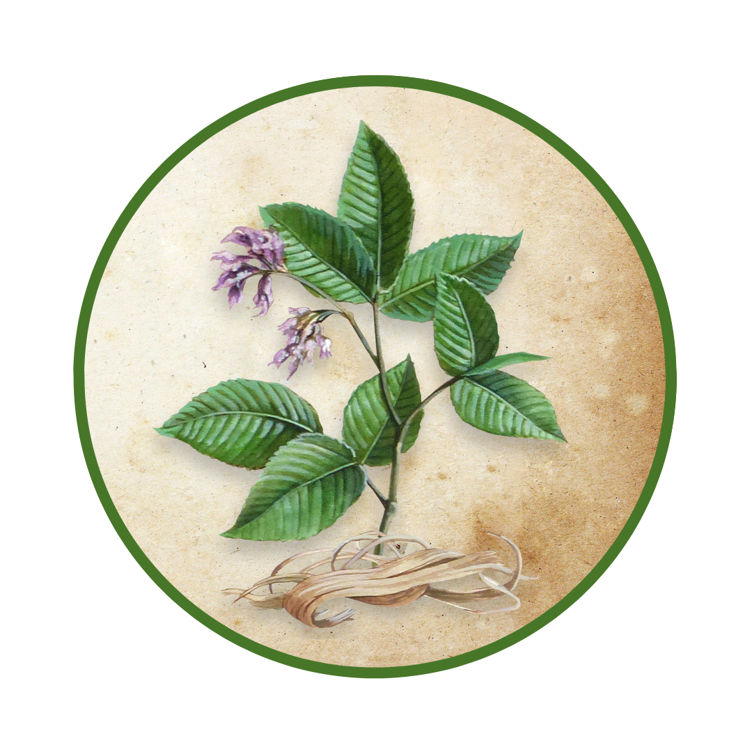 Slippery Elm - Herb Nerd Field Guide