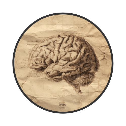Meet The Brain