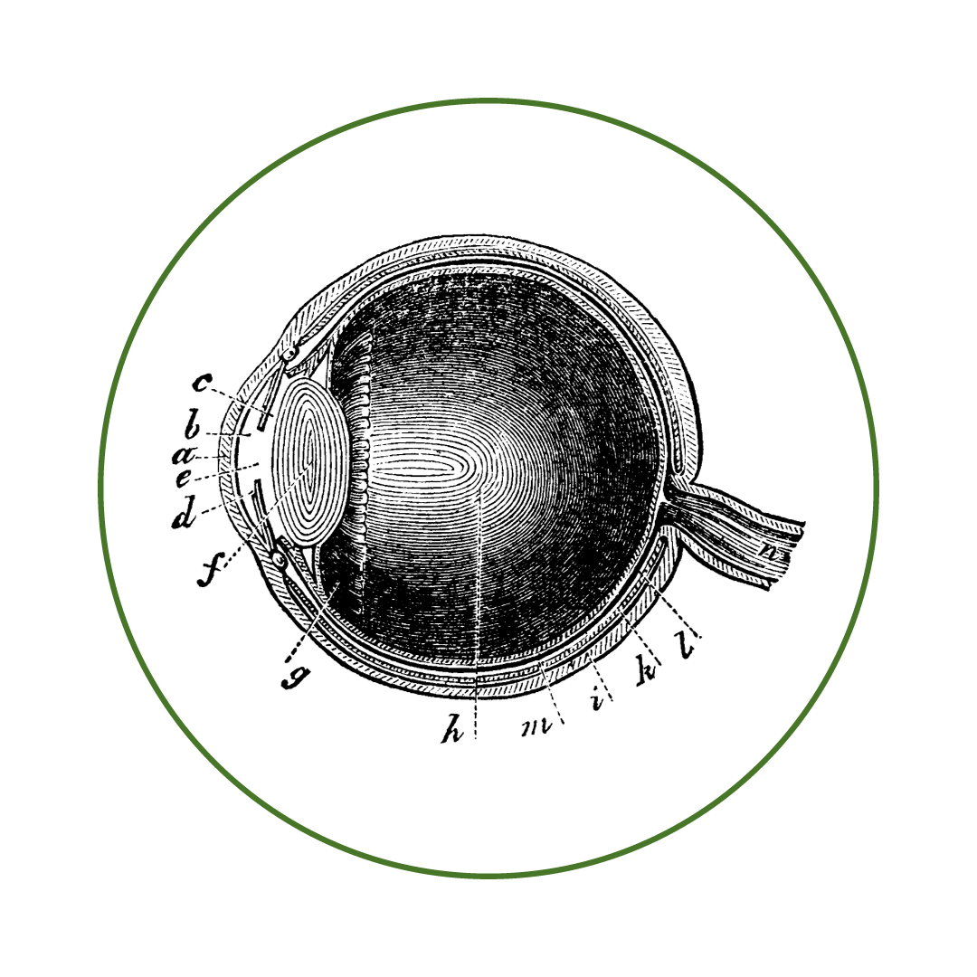 Physiology: Eyes