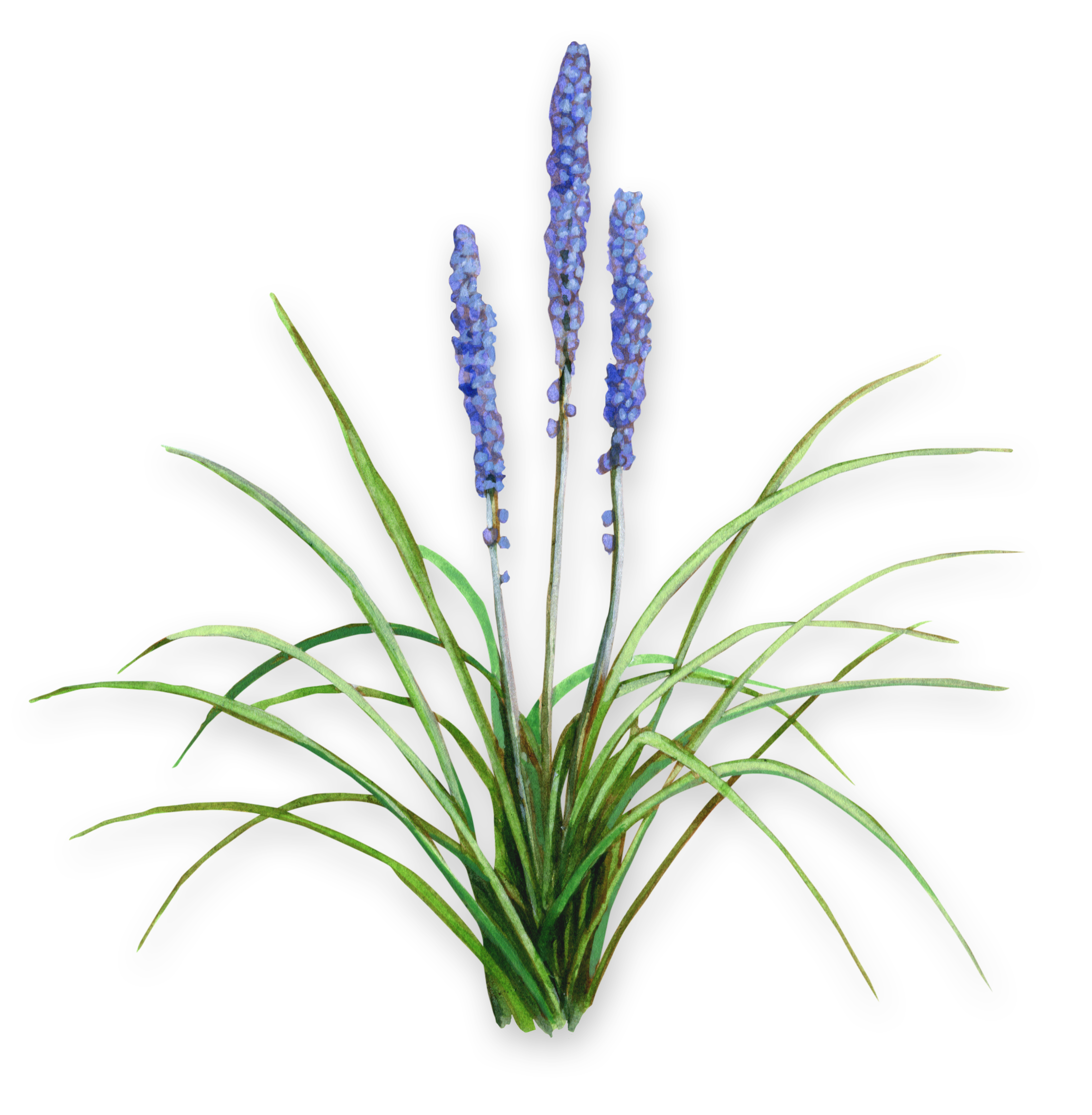 Image of Anemarrhena plant