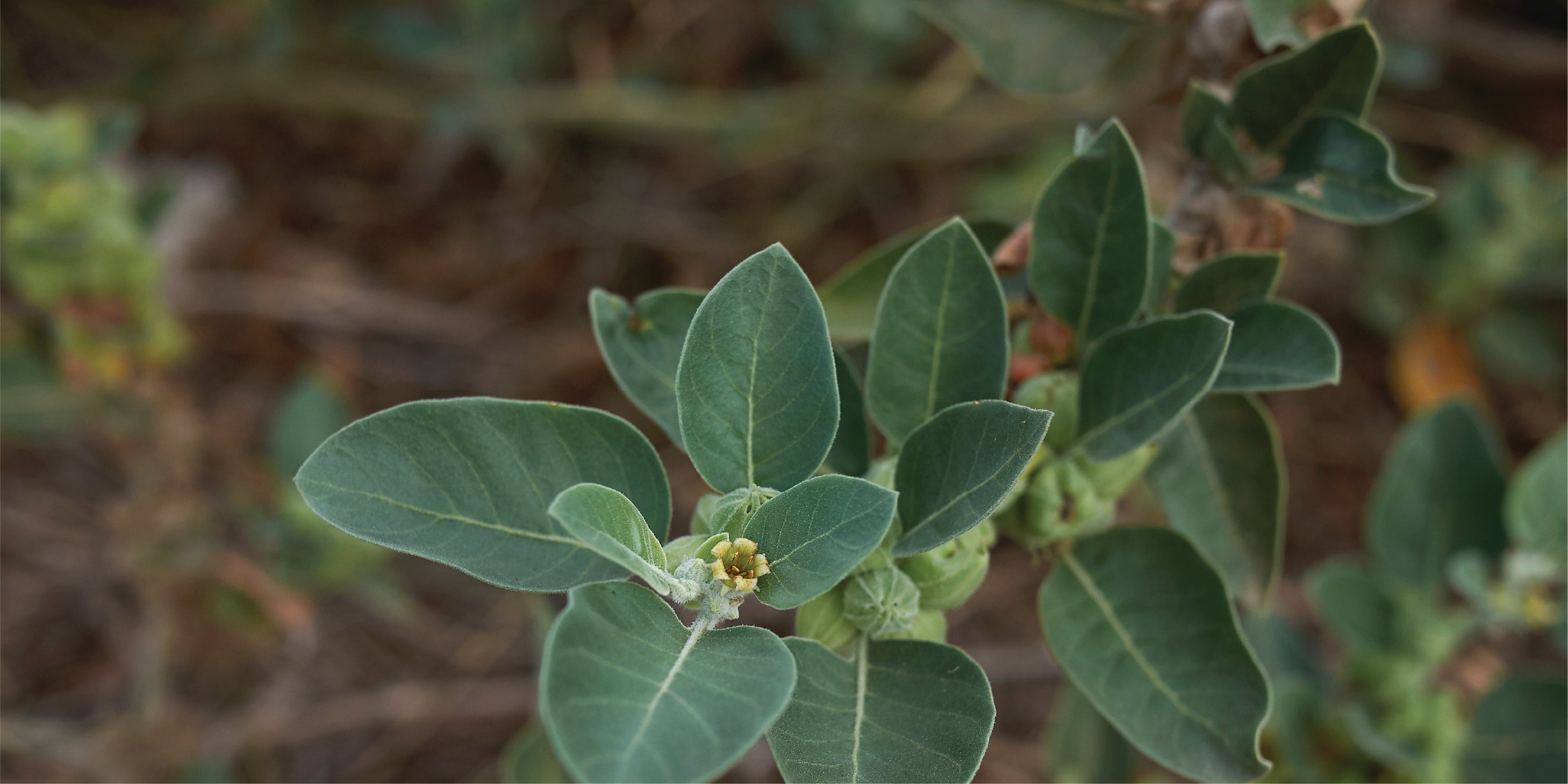 A horizontal rectangular close-up photograph of a green shrub with ovate leaves growing in dry, rocky soil (Ashwagandha).
