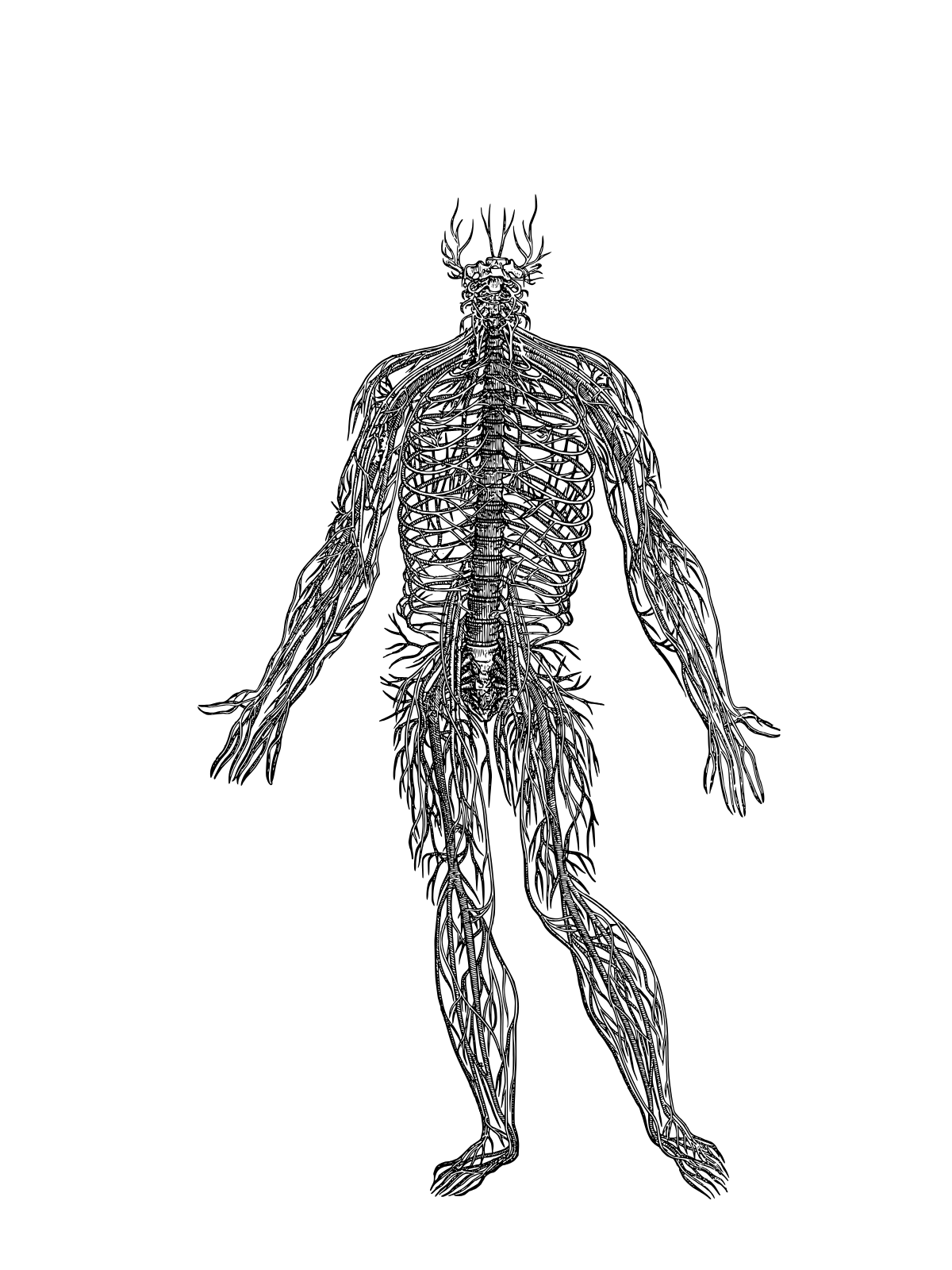An image featuring a vintage-style anatomical illustration of the full human body, detailing the network of the lymphatic or nervous system.