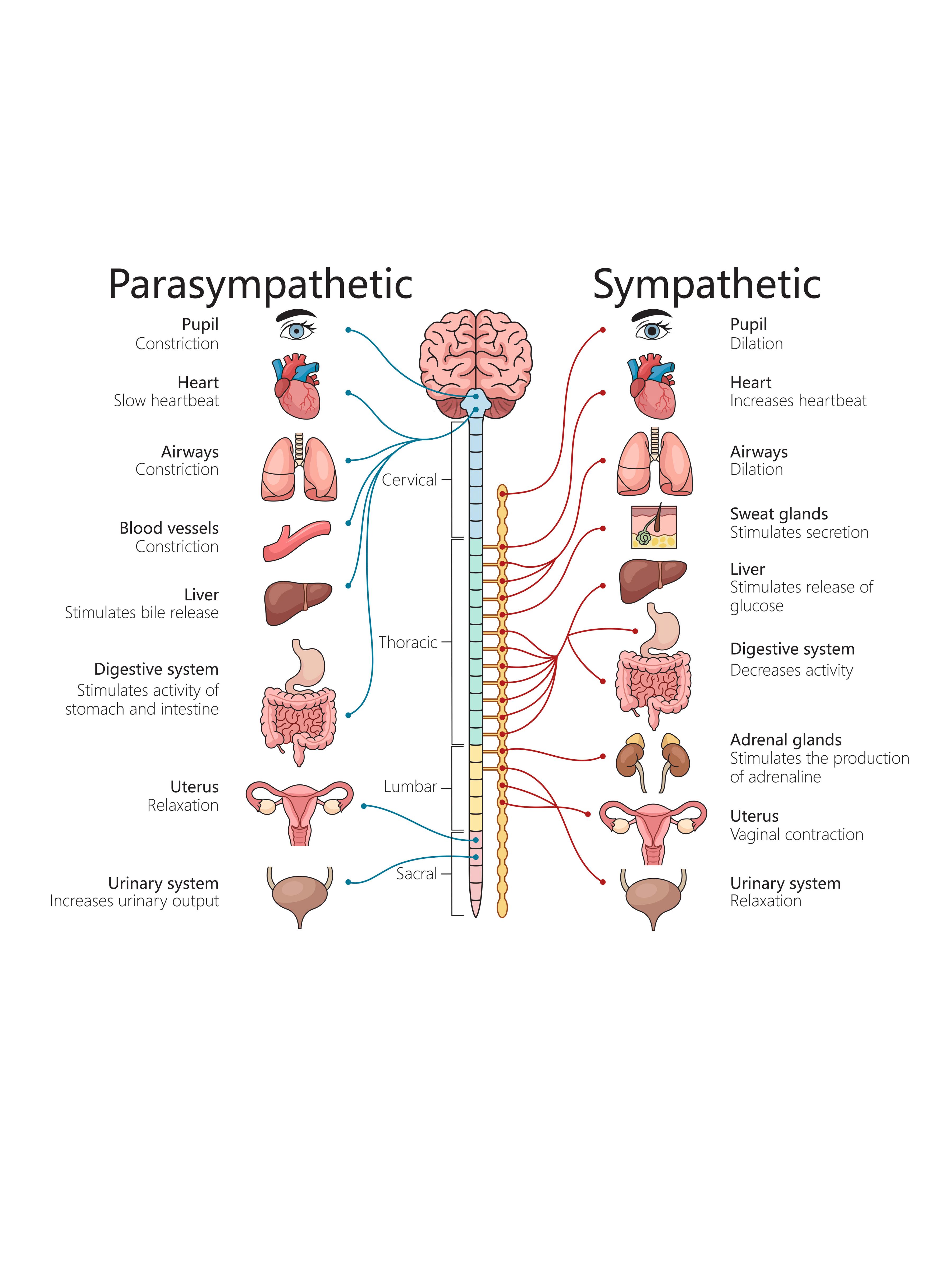 An image containing a medical diagram comparing the Parasympathetic and Sympathetic nervous systems, showing connections from the spinal cord to various organs (eyes, lungs, heart, liver, stomach).