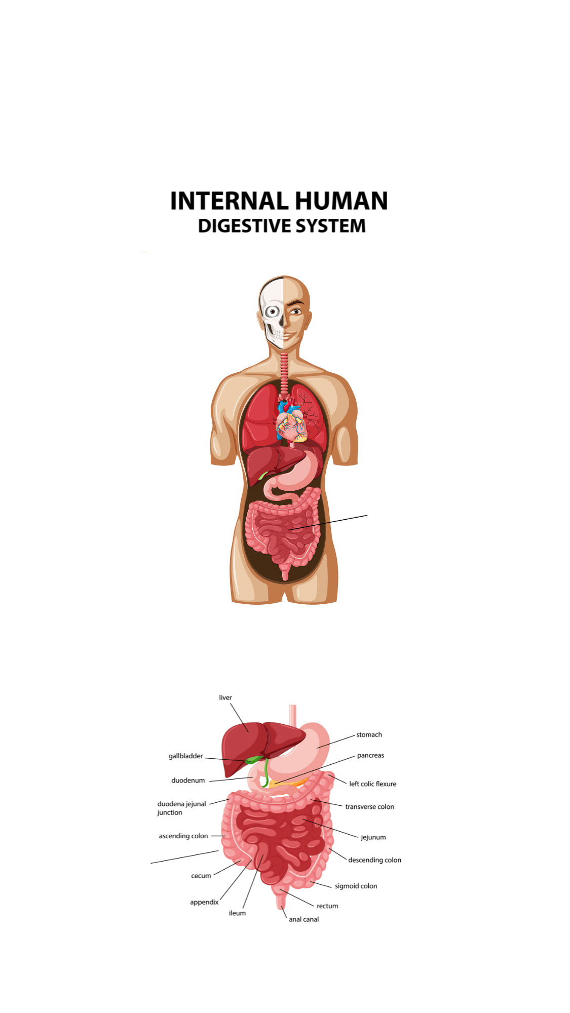 A square medical infographic on a white background titled "INTERNAL ORGANS-DIGESTIVE SYSTEM". It features a standing human figure showing internal anatomy, with a separate, zoomed-in diagram of the digestive system (esophagus, stomach, intestines) below.