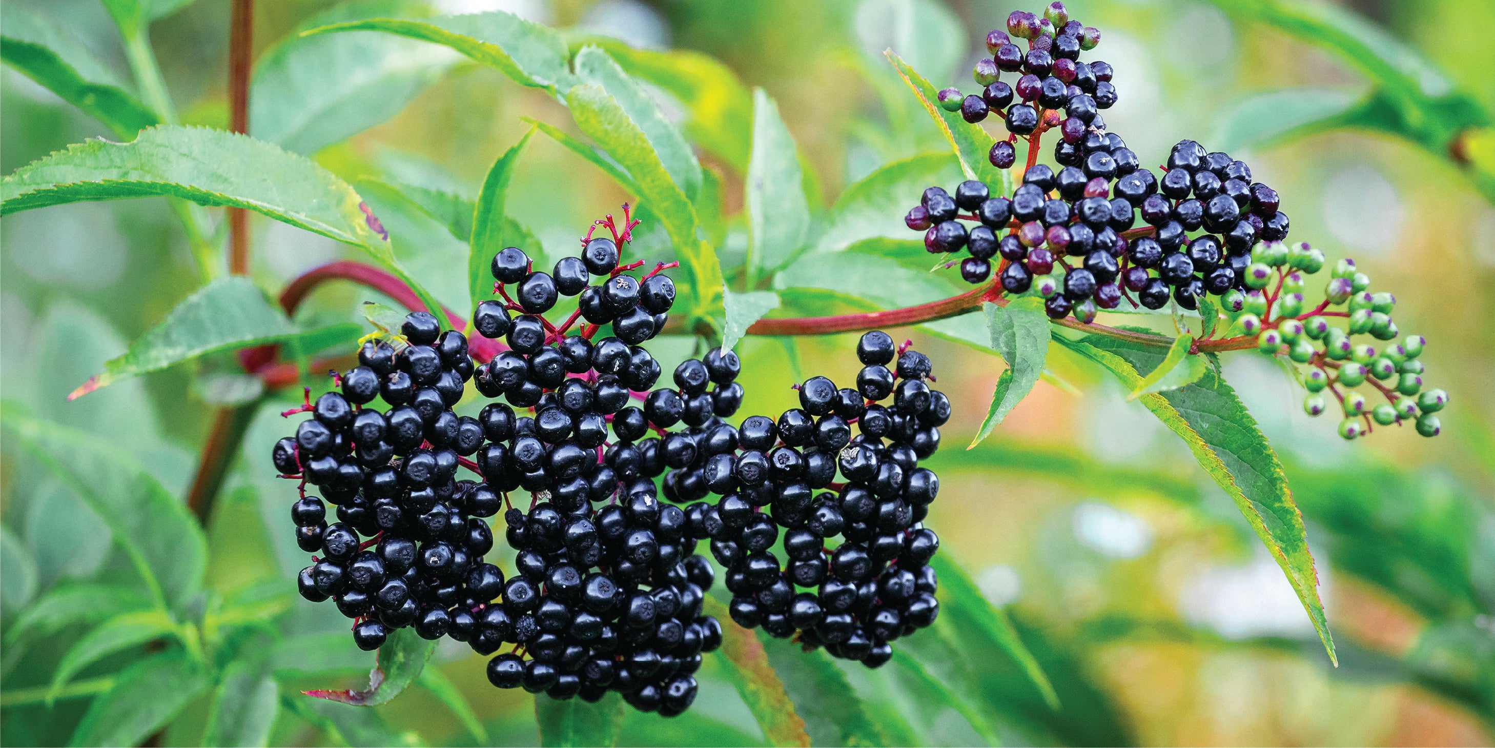 A horizontal rectangular close-up photograph of clusters of ripe, dark purple-black berries (Elderberries) hanging from a branch with green leaves.