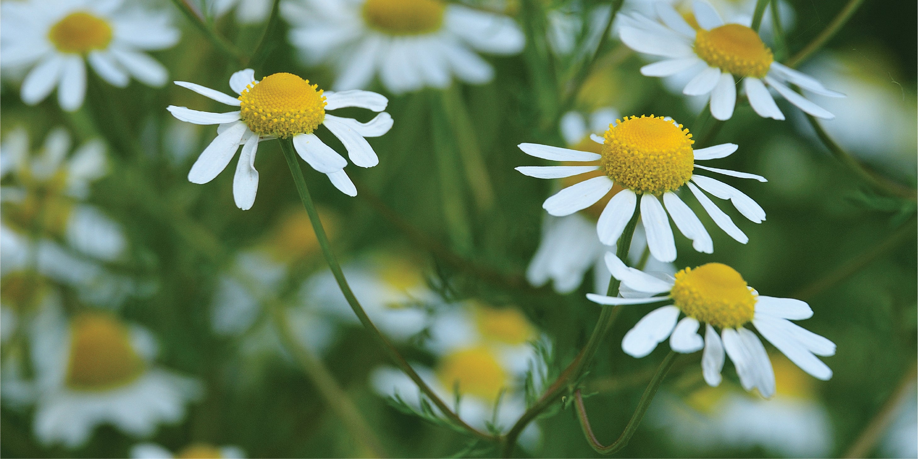 A horizontal rectangular close-up photograph of small white daisy-like flowers with yellow centers blooming among green foliage (German Chamomile).