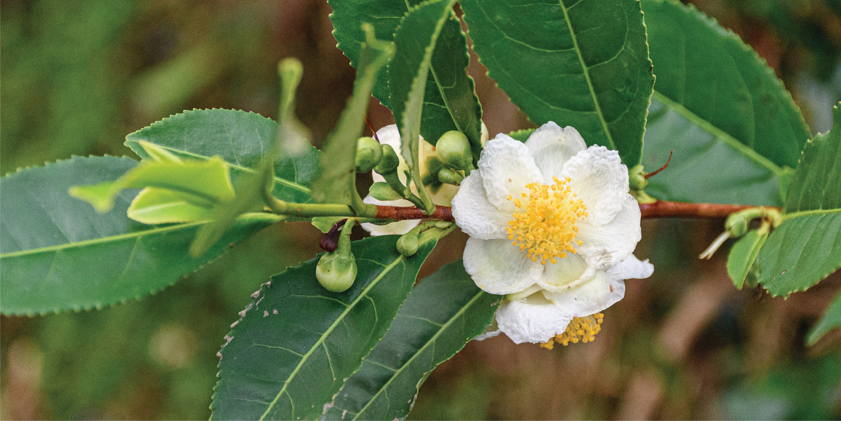A horizontal rectangular close-up photograph of a flowering branch, Green Tea plant (Camellia sinensis), featuring glossy green leaves and a white flower with a yellow center.