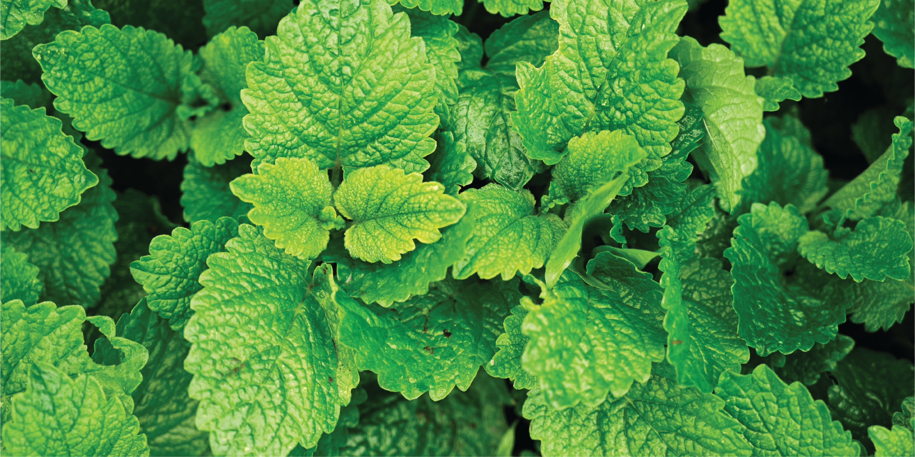 A horizontal rectangular close-up photograph of vibrant green plants with textured, serrated leaves (Lemon Balm).