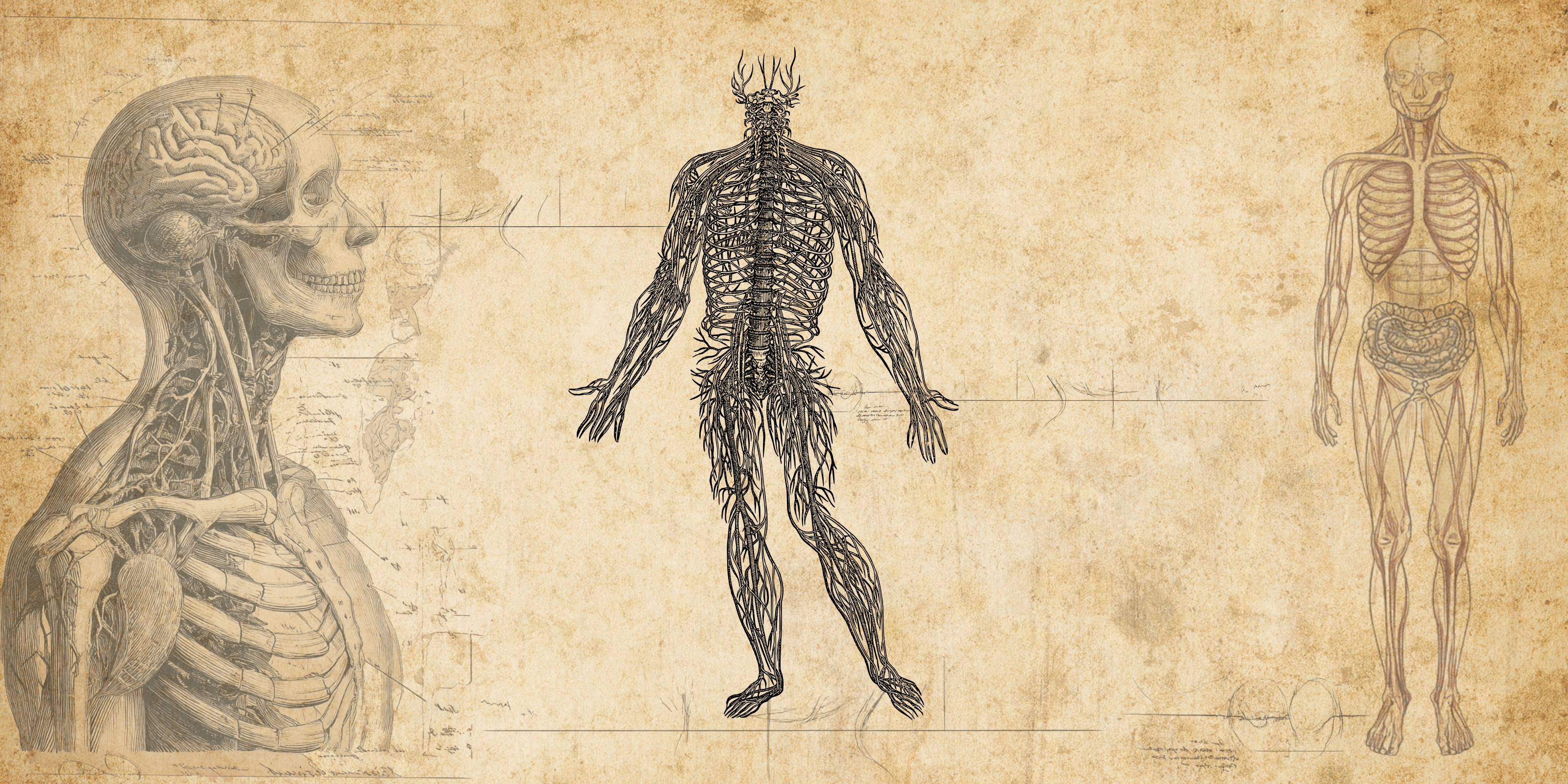 A horizontal rectangular banner featuring vintage anatomical sketches of the human body (musculature and skeletal structure) on an aged parchment background.