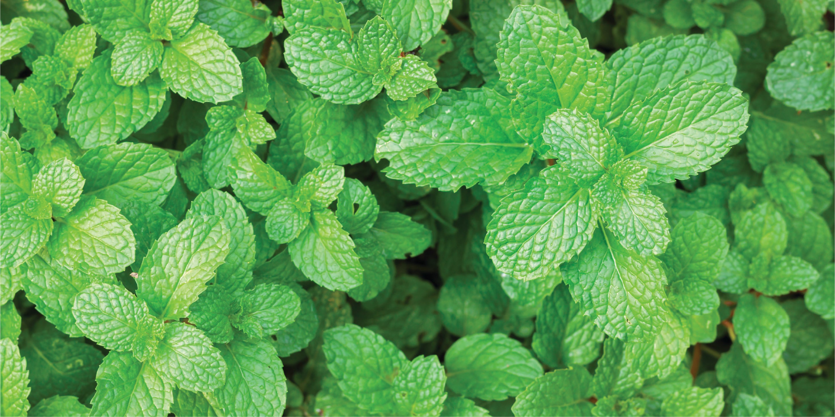 A horizontal rectangular close-up photograph of a dense patch of fresh green peppermint leaves.