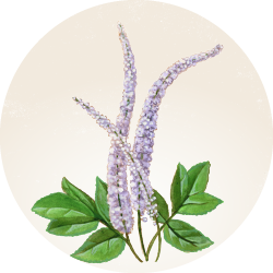 Botanical illustration of Alisma