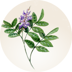 Botanical illustration of Chinese Licorice