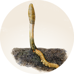 A botanical illustration of Cordyceps, a parasitic fungus attached to a caterpillar on a parchment-like background