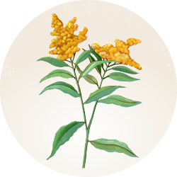 Botanical illustration of European goldenrod