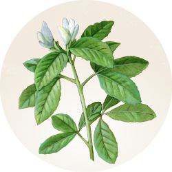 Botanical illustration of Fenugreek