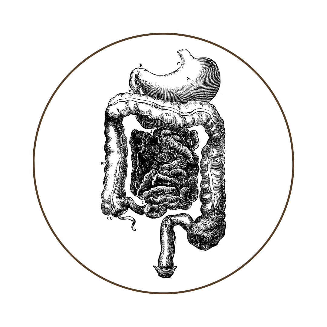 Physiology: The Digestive System