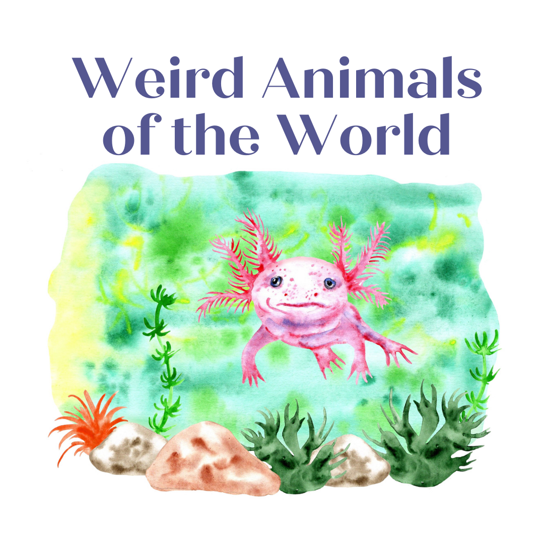 Weird Animals of the World