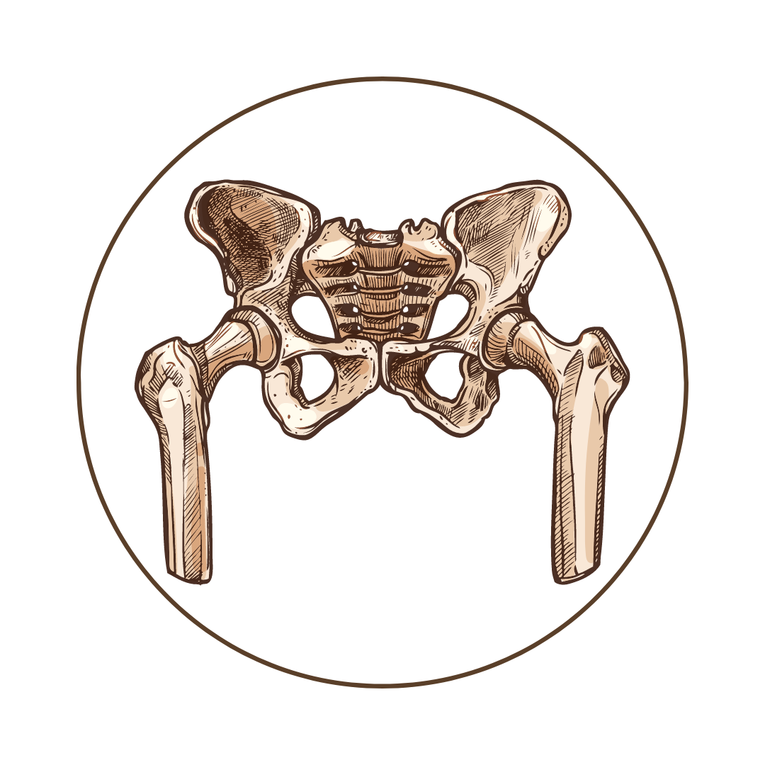 Physiology: Psoas