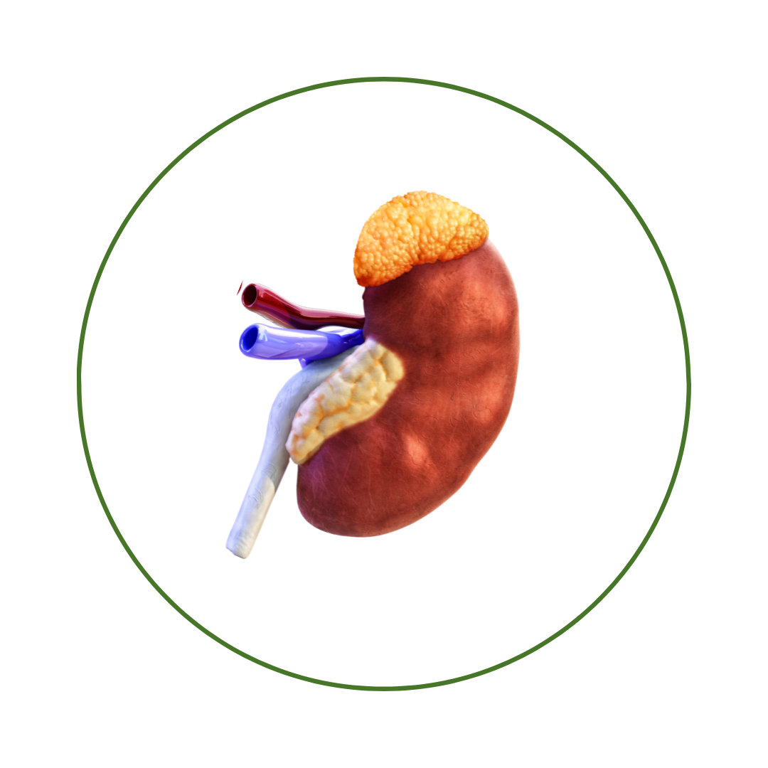 The Adrenal Glands