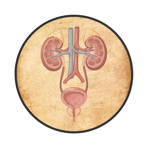 Meet The Bladder & Urinary System