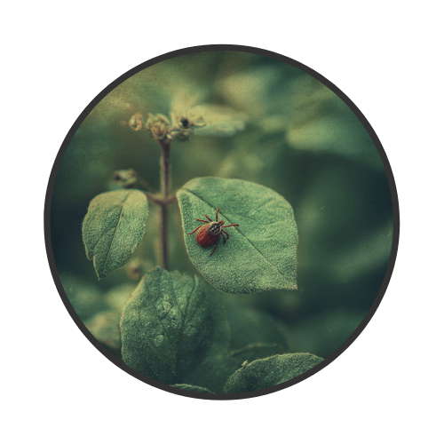 A Word About Tick Bites