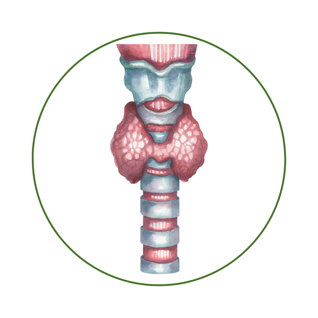 thyroid physiology