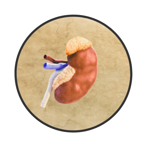 The Adrenal Glands