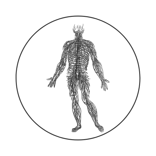 Meet Your Nervous System