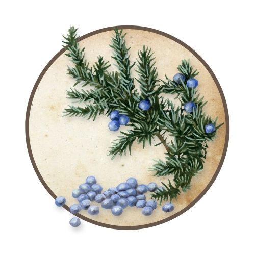 Herb Nerd Apothecary - Juniper