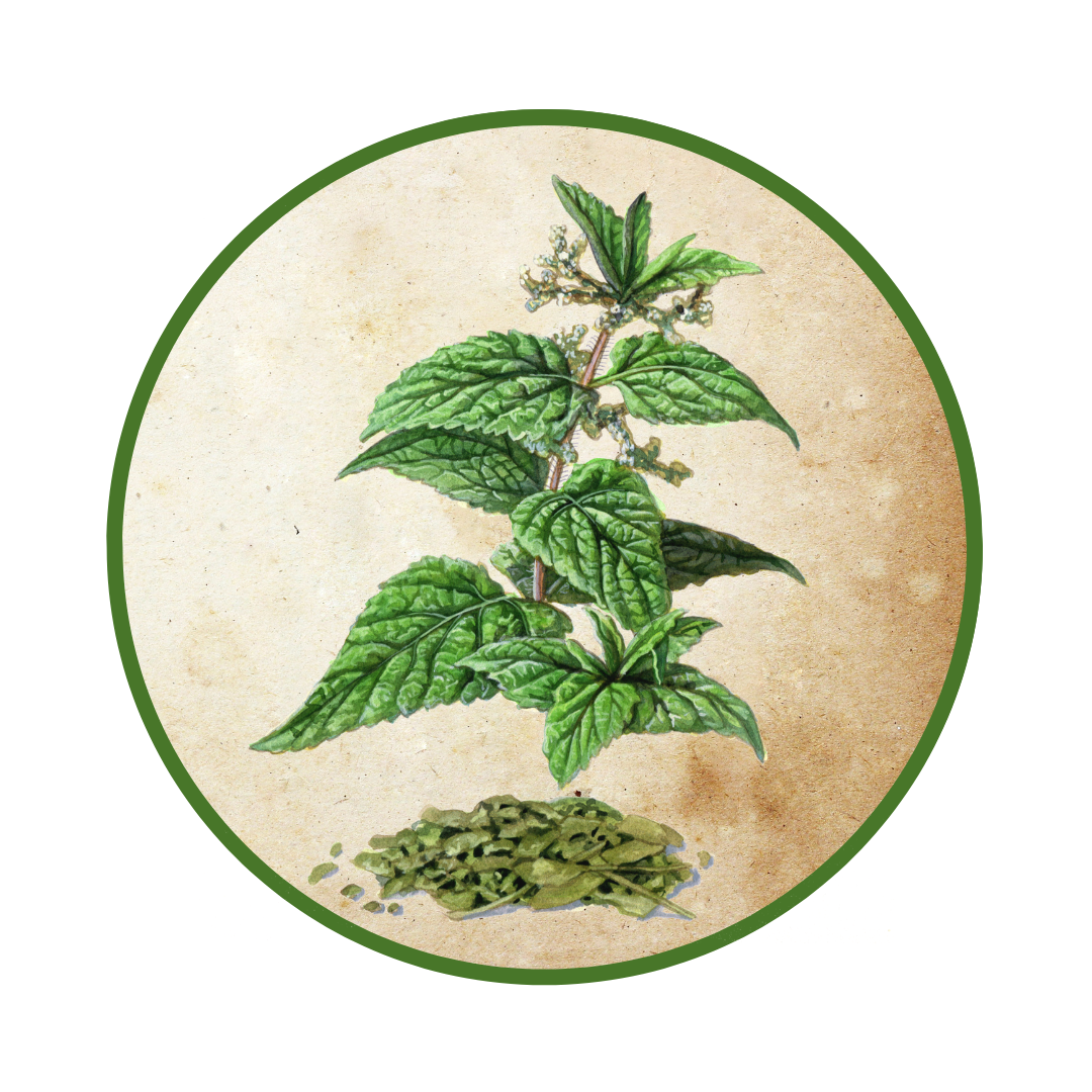 Stinging Nettle - Herb Nerd Field Guide