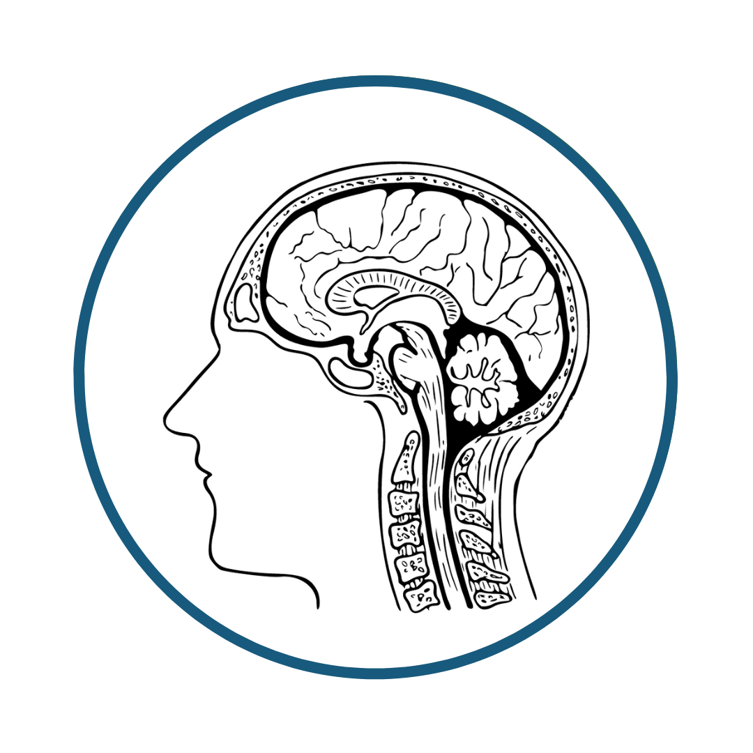 Physiology - Pituitary Gland