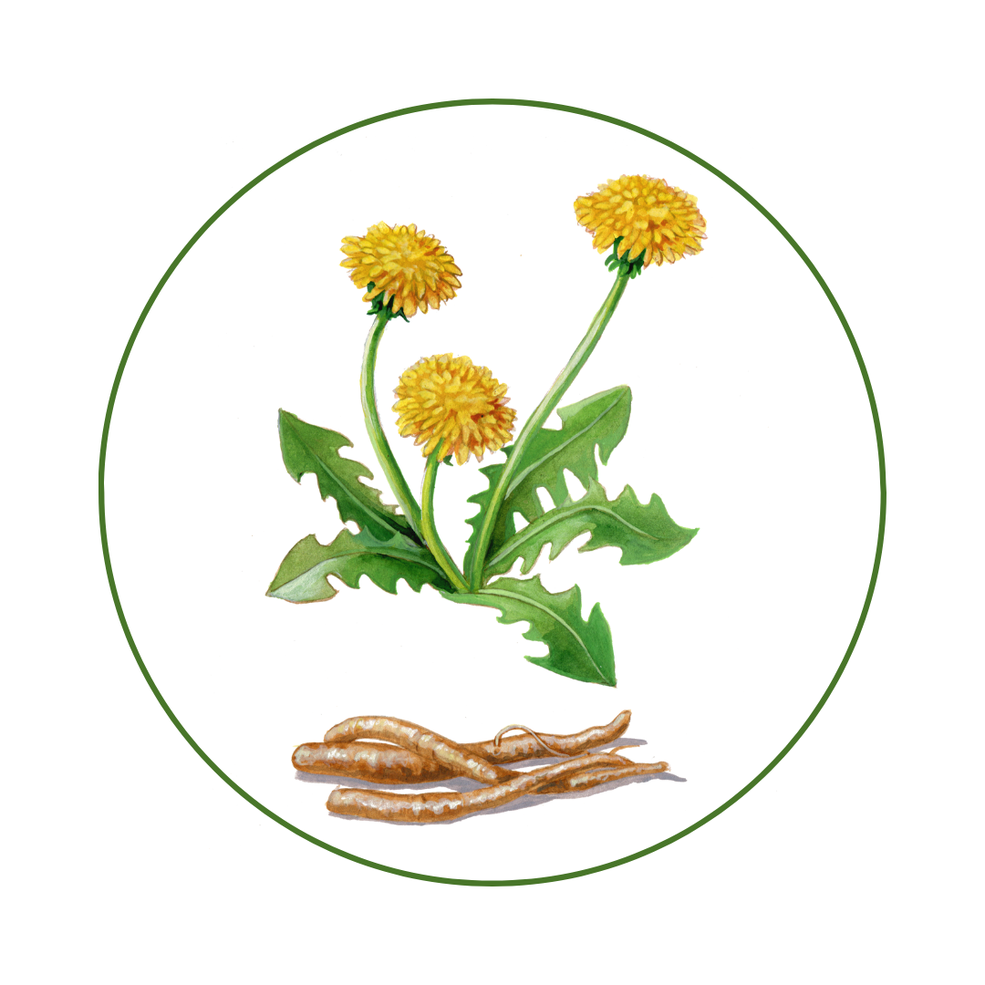7 Ways to Use Your Dandelions