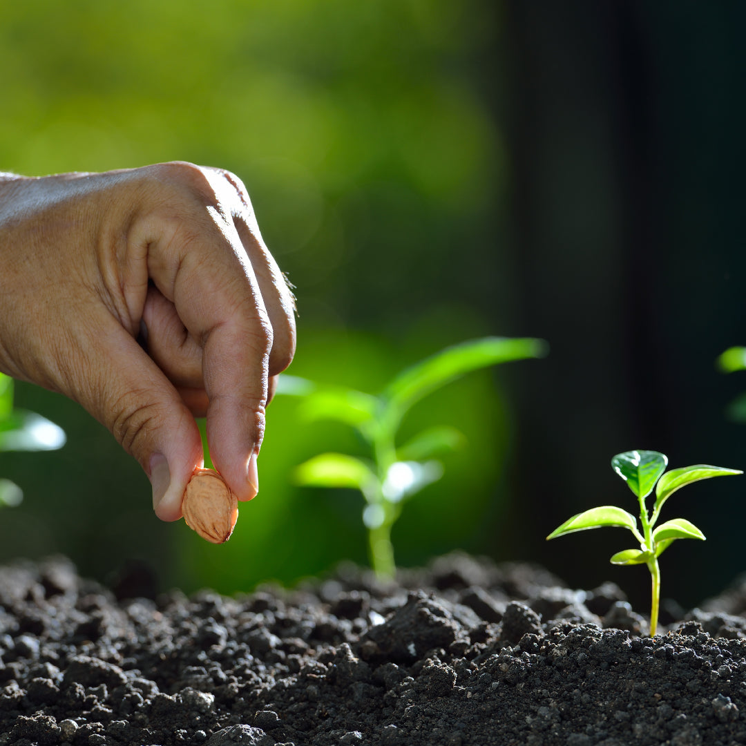 Spring Garden Guide: Planting