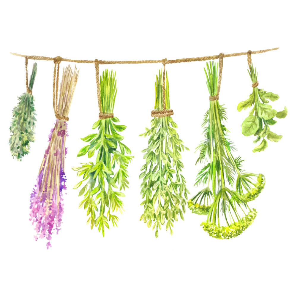 Drying Herbs and Flowers